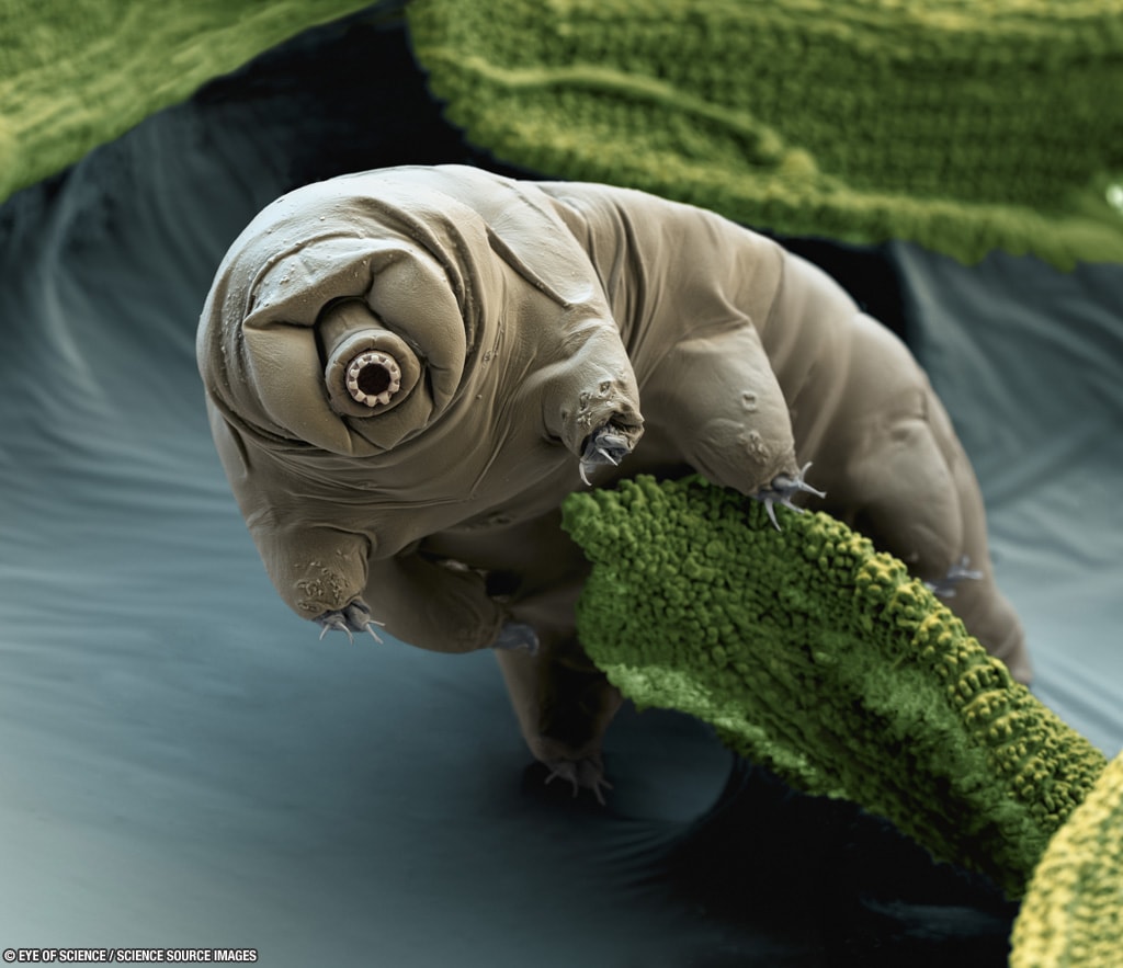 Is this an alien?  Probably not, but of all the animals on Earth, the tardigrade might be the best candidate. That's because tardigrades are known to be able to go for decades without food or water, to survive temperatures from near absolute zero to well above the boiling point of water, to survive pressures from near zero to well above that on ocean floors, and to survive direct exposure to dangerous radiations.  The far-ranging survivability of these extremophiles was tested in 2011 outside an orbiting space shuttle. Tardigrades are so durable partly because they can repair their own DNA and reduce their body water content to a few percent. Some of these miniature water-bears almost became  extraterrestrials recently when they were launched toward to the Martian moon Phobos on board the Russian mission Fobos-Grunt, but stayed terrestrial when a rocket failed and the capsule remained in Earth orbit.  Tardigrades are more common than humans across most of the Earth. Pictured here in a color-enhanced electron micrograph, a millimeter-long tardigrade crawls on moss.