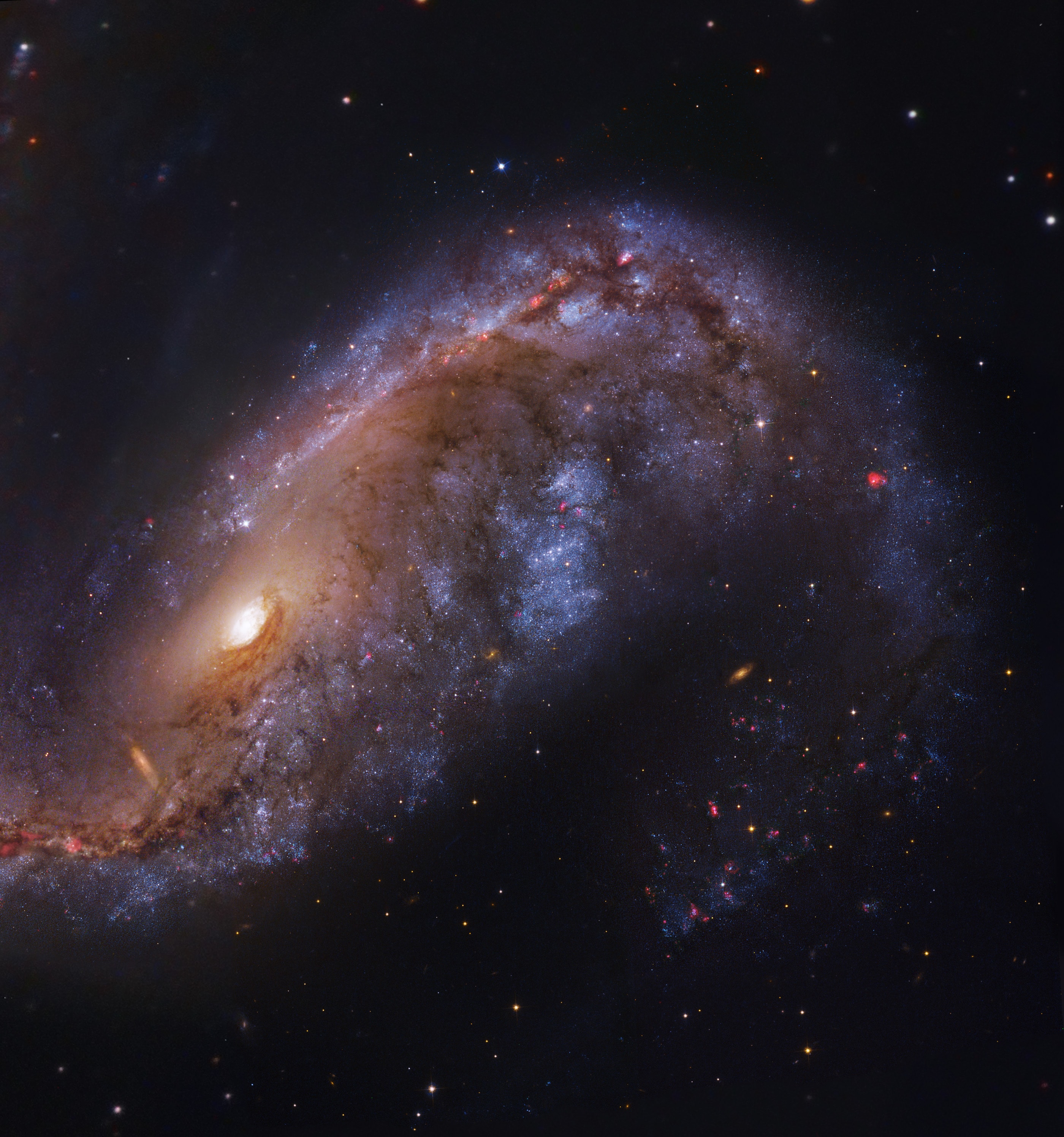 Distorted galaxy NGC 2442 can be found in the southern constellation of the flying fish, (Piscis) Volans. Located about 50 million light-years away, the galaxy's two spiral arms extending from a pronounced central bar have a hook-like appearance in wide-field images. But this mosaicked close-up, constructed from Hubble Space Telescope and European Southern Observatory data, follows the galaxy's structure in amazing detail. Obscuring dust lanes, young blue star clusters and reddish star forming regions surround a core of yellowish light from an older population of stars. The sharp image data also reveal more distant background galaxies seen right through NGC 2442's star clusters and nebulae. The image spans about 75,000 light-years at the estimated distance of NGC 2442.