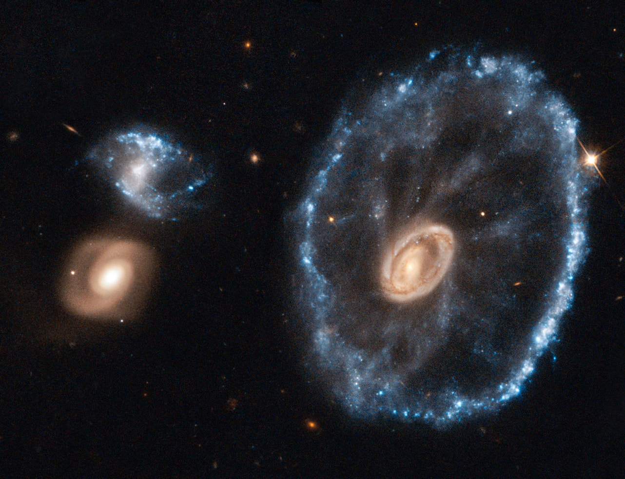 By chance, a collision of two galaxies has created a surprisingly recognizable shape on a cosmic scale, The Cartwheel Galaxy. The Cartwheel is part of a group of galaxies about 500 million light years away in the constellation Sculptor. Two smaller galaxies in the group are visible on the left. The Cartwheel Galaxy's rim is an immense ring-like structure 150,000 light years in diameter composed of newly formed, extremely bright, massive stars. When galaxies collide they pass through each other, their individual stars rarely coming into contact. Still, the galaxies' gravitational fields are seriously distorted by the collision. In fact, the ring-like shape is the result of the gravitational disruption caused by a small intruder galaxy passing through a large one, compressing the interstellar gas and dust and causing a a star formation wave to move out from the impact point like a ripple across the surface of a pond. In this case the large galaxy may have originally been a spiral, not unlike our own Milky Way, transformed into the wheel shape by the collision. But ... what happened to the small intruder galaxy?