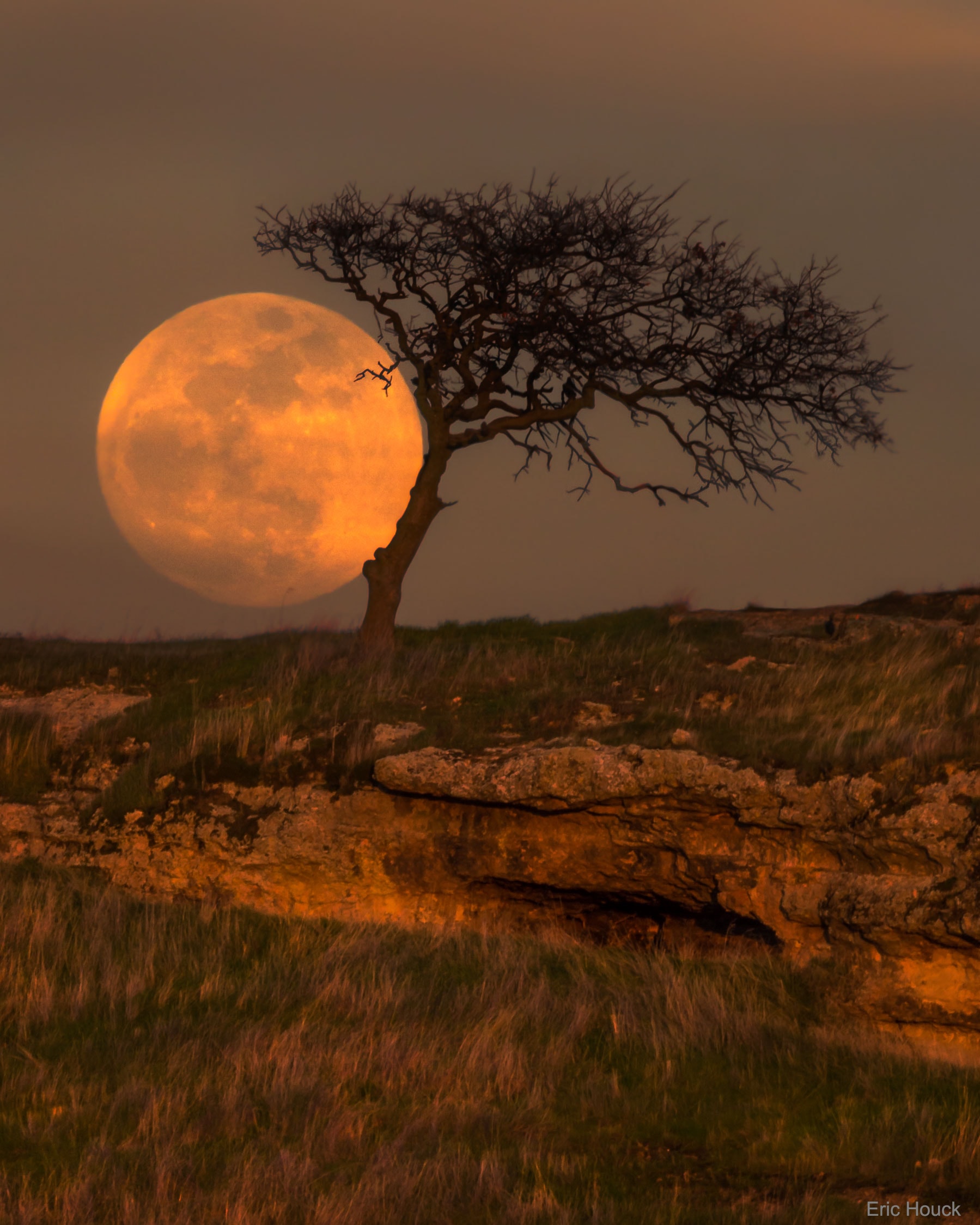 Does an alignment like this occur only once in a blue moon? No, although it was during a blue moon that this single-shot image was taken.  During a full moon that happened to be the second of the month -- the situation that defines a blue moon -- the photographer created the juxtaposition in late January by quickly moving around to find just the right spot to get the background Moon superposed behind the arc of a foreground tree.  Unfortunately, in this case, there seemed no other way than getting bogged down in mud and resting the camera on a barbed-wire fence.  The arc in the oak tree was previously created by hungry cows in Knight's Ferry, California, USA.  Quirky Moon-tree juxtapositions like this can be created during any full moon though, given enough planning and time.  Another opportunity will arise this weekend, coincidently during another blue moon. Then, the second blue moon in 2018 will occur, meaning that for the second month this year, two full moons will appear during a single month (moon-th).  Double blue-moon years are relatively rare, with the last occurring in 1999, and the next in 2037.