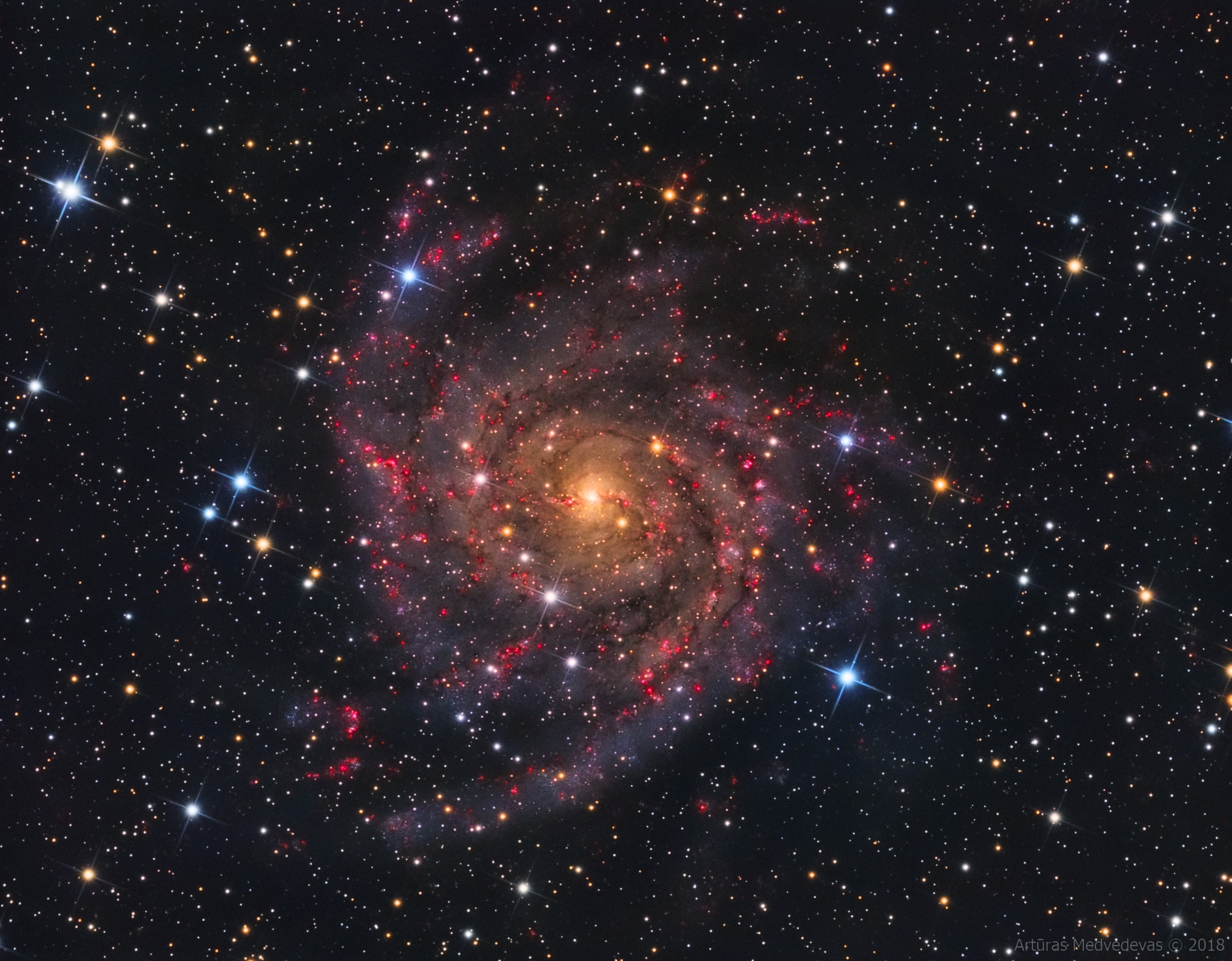 Similar in size to large, bright spiral galaxies in our neighborhood, IC 342 is a mere 10 million light-years distant in the long-necked, northern constellation Camelopardalis. A sprawling island universe, IC 342 would otherwise be a prominent galaxy in our night sky, but it is hidden from clear view and only glimpsed through the veil of stars, gas and dust clouds along the plane of our own Milky Way galaxy. Even though IC 342's light is dimmed and reddened by intervening cosmic clouds, this sharp telescopic image traces the galaxy's own obscuring dust, young star clusters, and glowing pink star forming regions along spiral arms that wind far from the galaxy's core. IC 342 may have undergone a recent burst of star formation activity and is close enough to have gravitationally influenced the evolution of the local group of galaxies and the Milky Way.