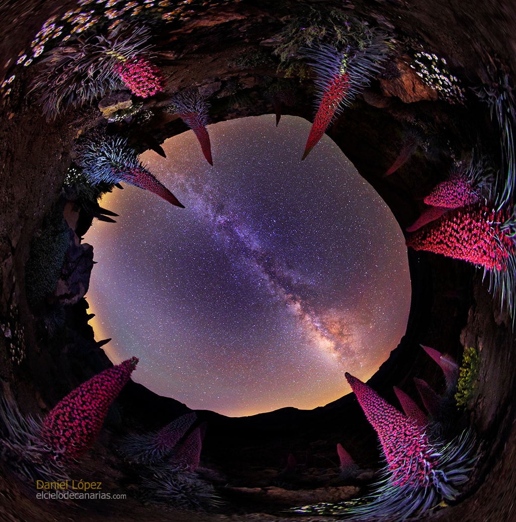 What bizarre planet are these alien creatures from? It's only planet Earth, of course. The planet's home galaxy the Milky Way stretches across a dark sky in the panoramic, fisheye all-sky projection composed with a wide lens. But the imposing forms gazing skyward probably look strange to many denizens of Earth. Found on the Canary Island of Tenerife in the Teide National Park, they are red tajinastes, flowering plants that grow to a height of up to 3 meters. Among the rocks of the volcanic terrain, tajinastes bloom in spring and early summer and then die after a week or so as their seeds mature. A species known as Echium wildpretii, the terrestrial life forms were individually lit by flashlight during the wide-angle exposures.