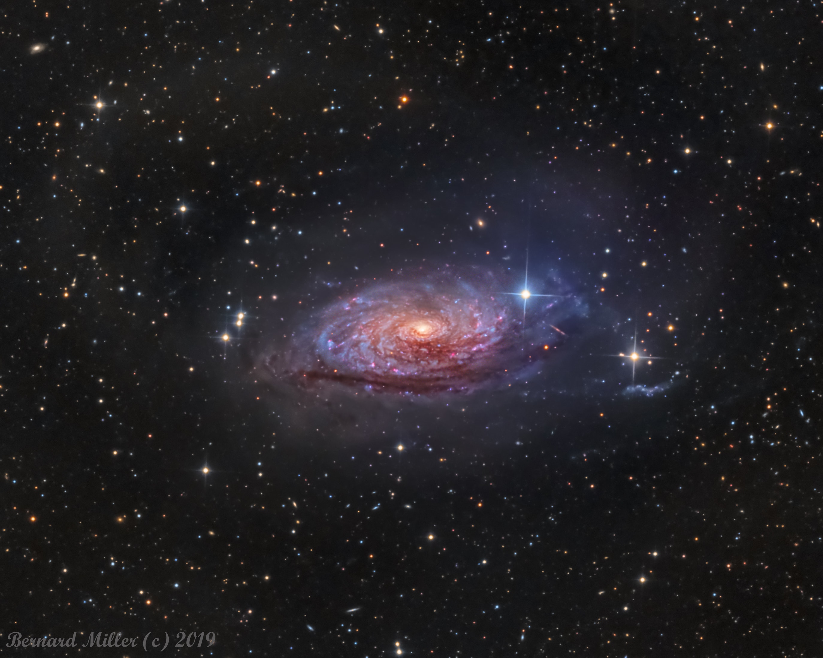 A bright spiral galaxy of the northern sky, Messier 63 is about 25 million light-years distant in the loyal constellation Canes Venatici. Also cataloged as NGC 5055, the majestic island universe is nearly 100,000 light-years across. That's about the size of our own Milky Way Galaxy. Known by the popular moniker, The Sunflower Galaxy, M63 sports a bright yellowish core in this sharp telescopic portrait. Its sweeping blue spiral arms are streaked with cosmic dust lanes and dotted with pink star forming regions. A dominant member of a known galaxy group, M63 has faint, extended features that are likely star streams from tidally disrupted satellite galaxies. M63 shines across the electromagnetic spectrum and is thought to have undergone bursts of intense star formation.