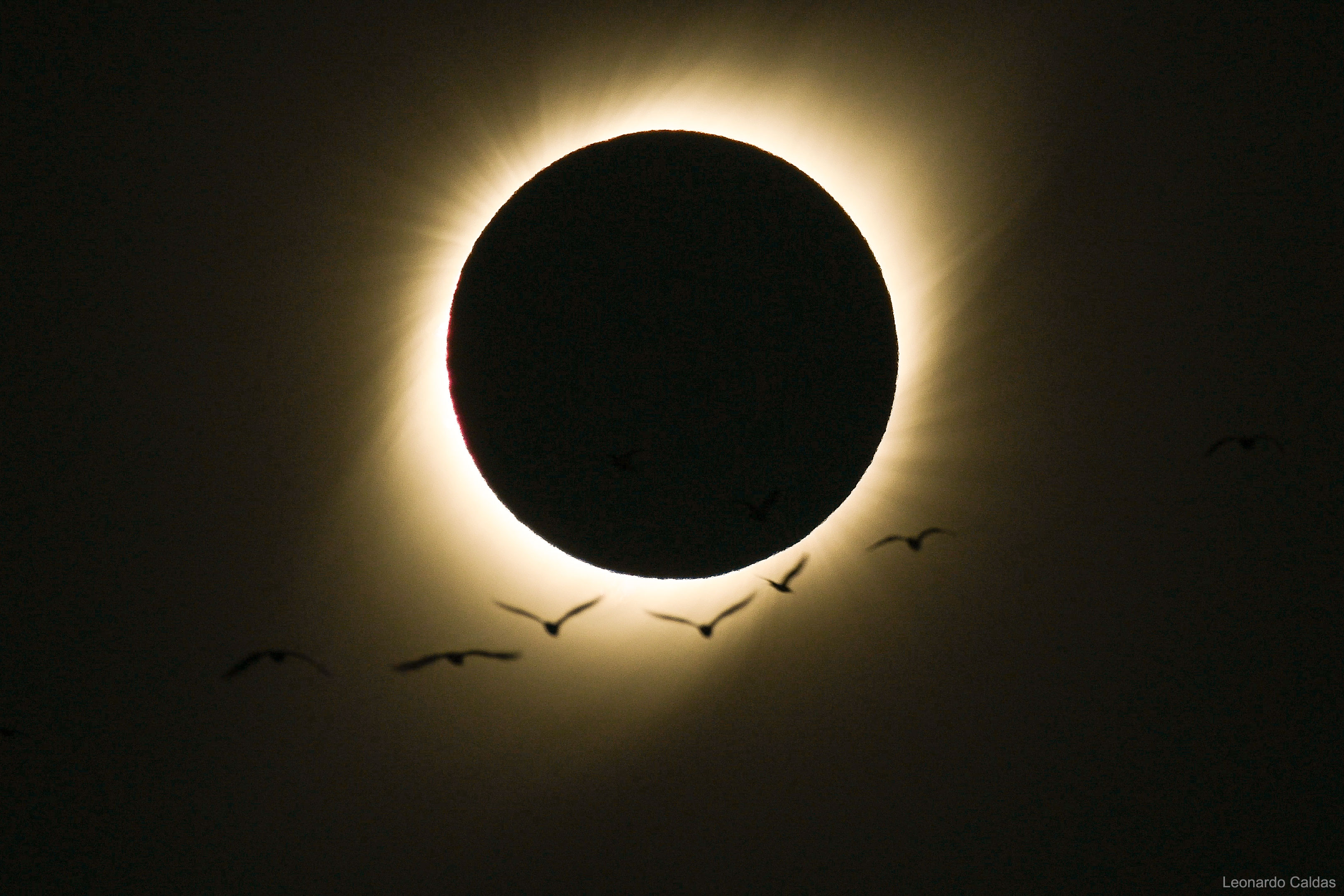 What do birds do during a total solar eclipse? Darkness descends more quickly in a total eclipse than during sunset, but returns just as quickly -- and perhaps unexpectedly  to the avians -- just a few minutes later. Stories about the unusual behavior of birds during eclipses have been told for centuries, but bird reactions were recorded and studied systematically by citizen scientists participating in an eBird project during the total solar eclipse that crossed the USA in 2017 August.  Although some unusual behaviors were observed, many observers noted birds acting like it was dusk and either landing or flying low to the ground.  Radar confirmed a significant decrease in high-flying birds and insects during and just after totality.  Conversely, several sightings of normally nocturnal birds were reported.  Pictured, a flock of birds in La Serena, Chile flew through the air together during the total solar eclipse that crossed South America last week. The photographer captured the scene in frames from an eclipse video.  The next total solar eclipse in 2020 December will also cross South America, while in 2024 April a total solar eclipse will cross North America from Mexico through New England, USA.   Gallery 2019: Notable total eclipse images submitted to APOD