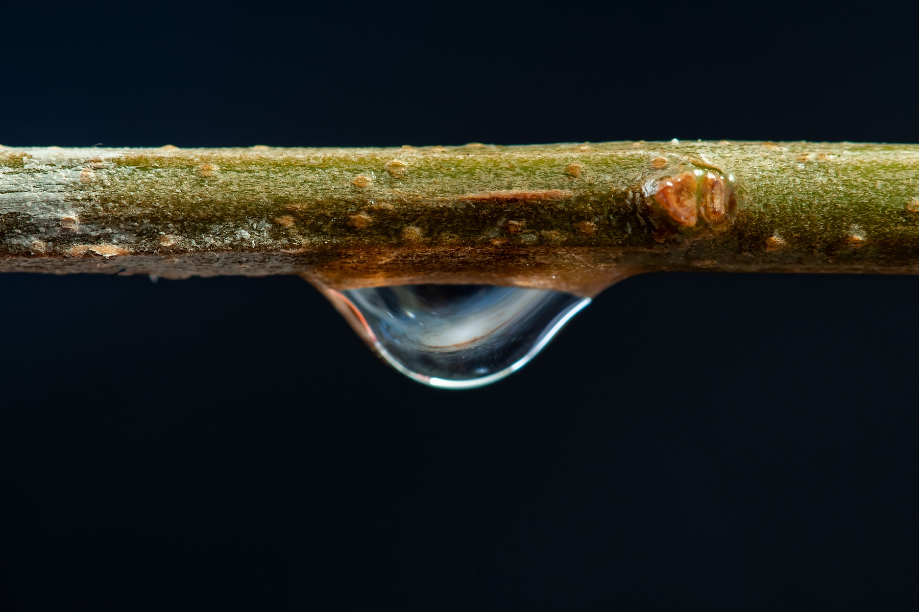 A drop of water seems to hold an entire galaxy in this creative macro-astrophotograph. In the imaginative work of cosmic nature photography a close-up lens was used to image a previously made picture of a galaxy, viewed through a water drop suspended from a stem. A favorite of many telescope-wielding astroimagers, the galaxy is the Andromeda Galaxy, also known as M31. About 100,000 light-years across that majestic galaxy's spiral arms and dust lanes are curved and distorted in the image contained in the centimeter-sized droplet. Andromeda is some 2.5 million light-years distant, but this project was still carried out while spending time indoors.