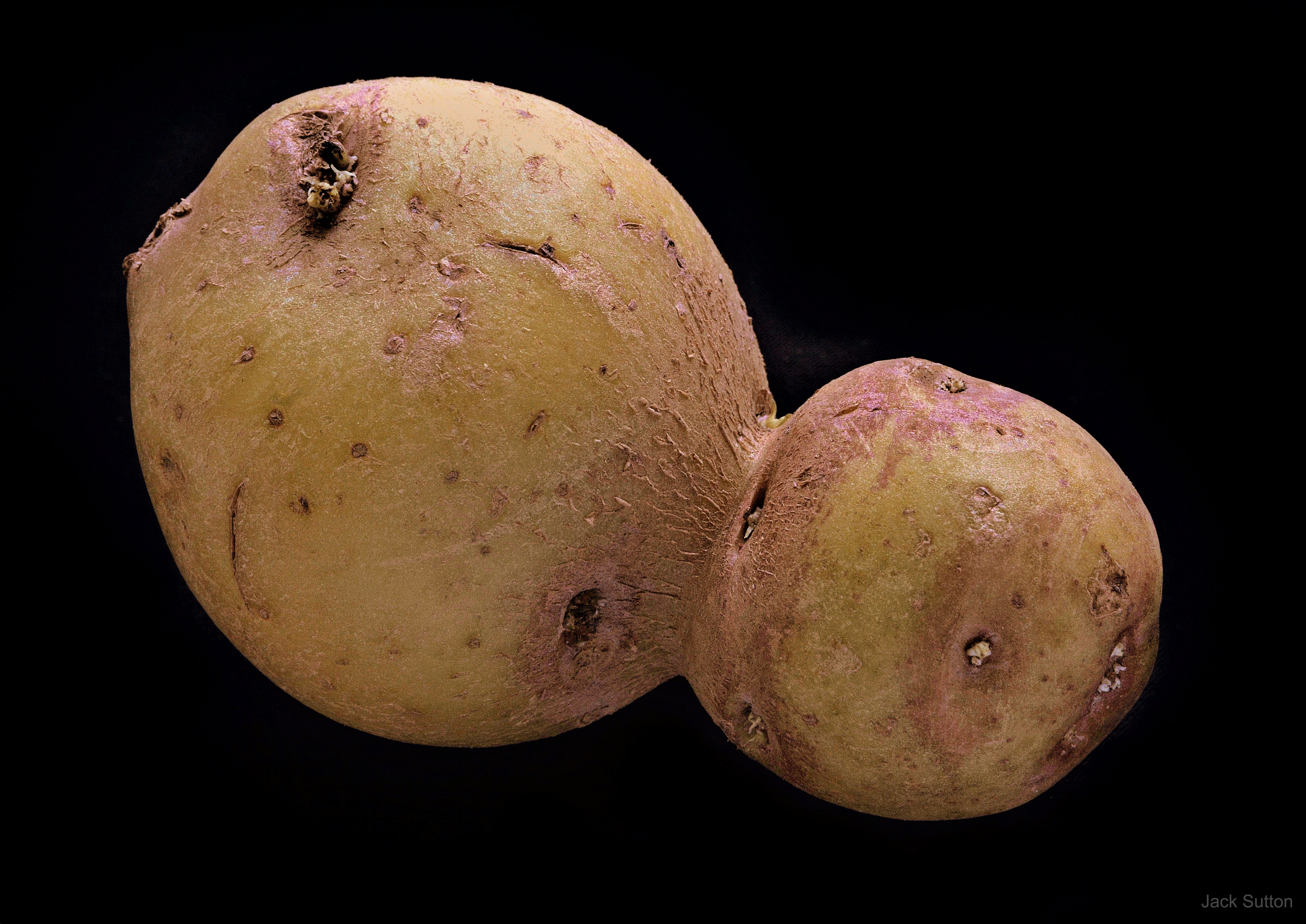 Is this asteroid Arrokoth or a potato? Perhaps, after all the data was beamed back to Earth from NASA's  robotic New Horizons spacecraft, the featured high resolution image of asteroid Arrokoth was constructed.  Perhaps, alternatively, the featured image is of a potato. Let's consider some facts.  Arrokoth is the most distant asteroid ever visited and a surviving remnant of the early years of our Solar System. A potato is a root vegetable that you can eat.  Happy April Fool's Day from the folks at APOD!  Although asteroid Arrokoth may look like a potato, in fact very much like the featured potato, Arrokoth (formerly known as Ultima Thule) is about 200,000 times wider and much harder to eat.    Activities: NASA Science at Home