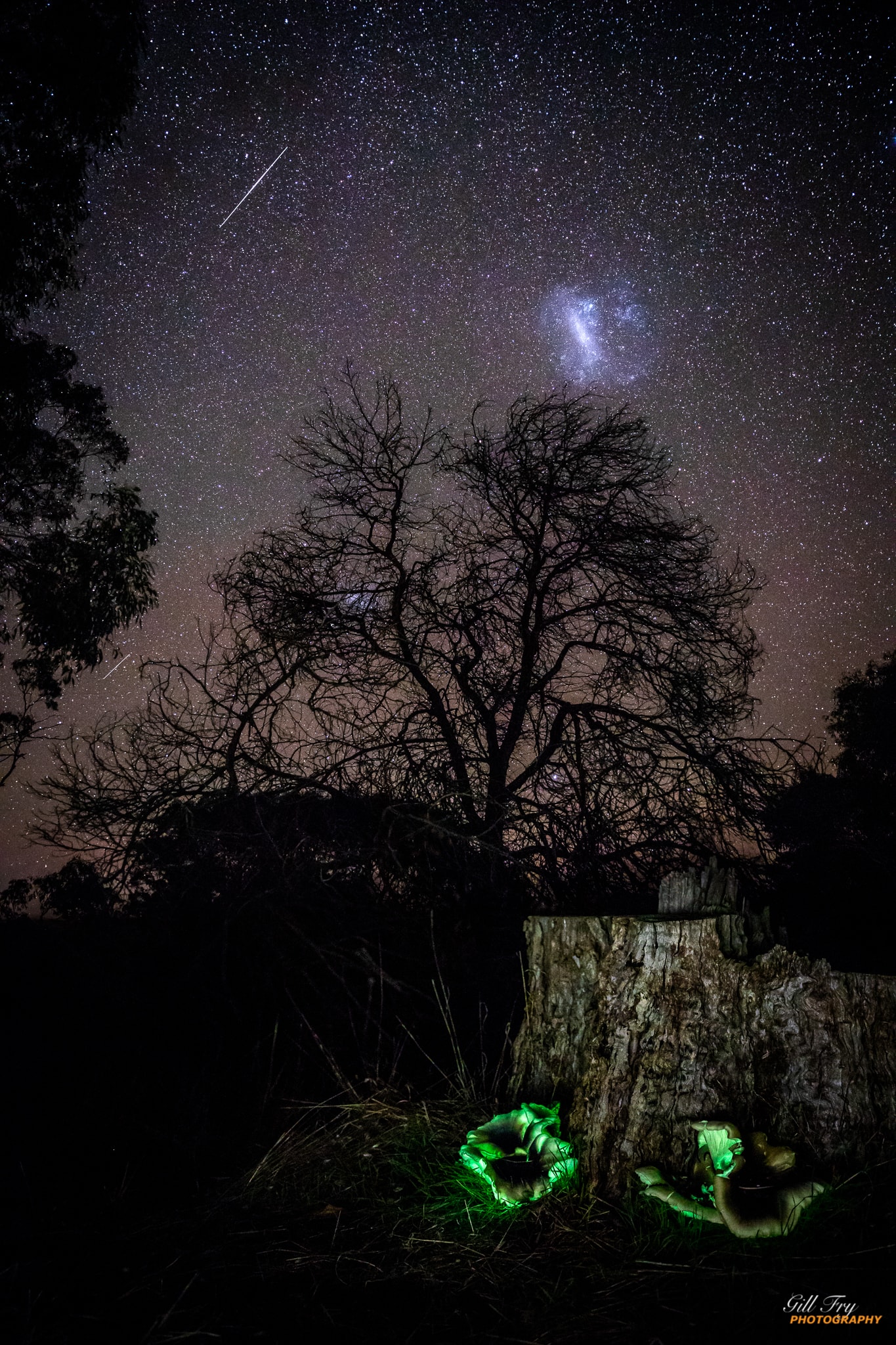 Stars shine and satellites glint in this clear, dark, night sky over Wannon Falls Reserve, South West Victoria, Australia. In fact the fuzzy, faint apparition above the tree tops is the only cloud visible, also known as the Large Magellanic Cloud, satellite galaxy of our own Milky Way. In the foreground, an Omphalotus nidiformis (ghost fungus) from planet Earth shines with a surprisingly bright bioluminescence. Like the Magellanic cloud, the ghost fungus was easily seen with the eye. Its ghostly glow was actually a dull green, but it appears bright green in digital camera picture. Two images were blended to create the scene. One focused on the distant stars and Large Magellanic Cloud some 160,000 light-years away. Another was focused on the foreground and glowing fungus several light-nanoseconds from the camera lens.
