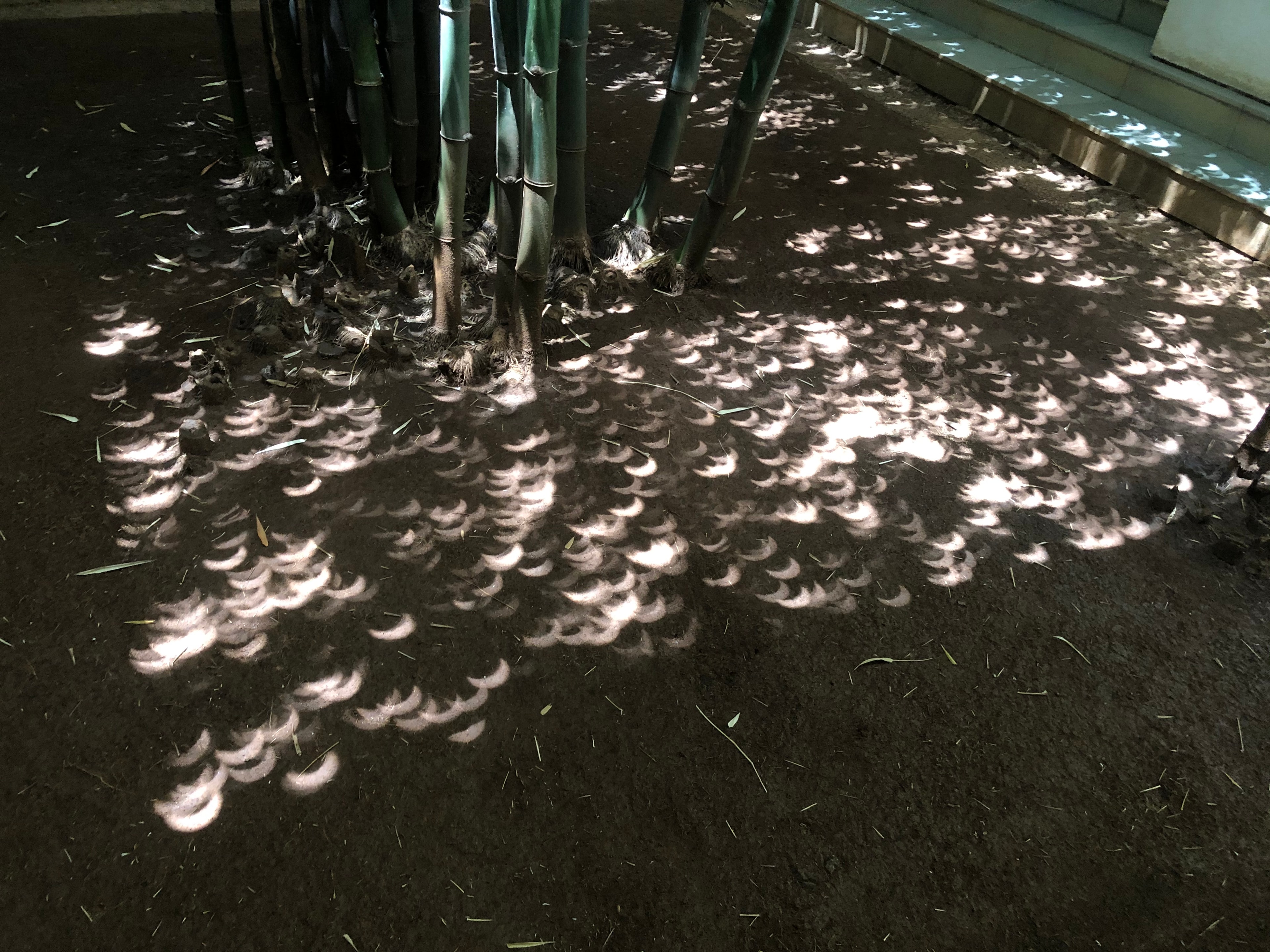 Want to watch a solar eclipse safely? Try looking down instead of up, though you might discover you have a plethora of images to choose from. For example, during the June 21st solar eclipse this confusing display appeared under a shady bamboo grove in Pune, India. Small gaps between close knit leaves on the tall plants effectively created a network of randomly placed pinholes. Each one projected a separate image of the eclipsed Sun. The snapshot was taken close to the time of maximum eclipse in Pune when the Moon covered about 60 percent of the Sun's diameter. But an annular eclipse, the Moon in silhouette completely surrounded by a bright solar disk at maximum, could be seen along a narrow path where the Moon's dark shadow crossed central Africa, south Asia, and China.   Gallery: Notable images of the Annular Solar Eclipse of 2020 June submitted to APOD