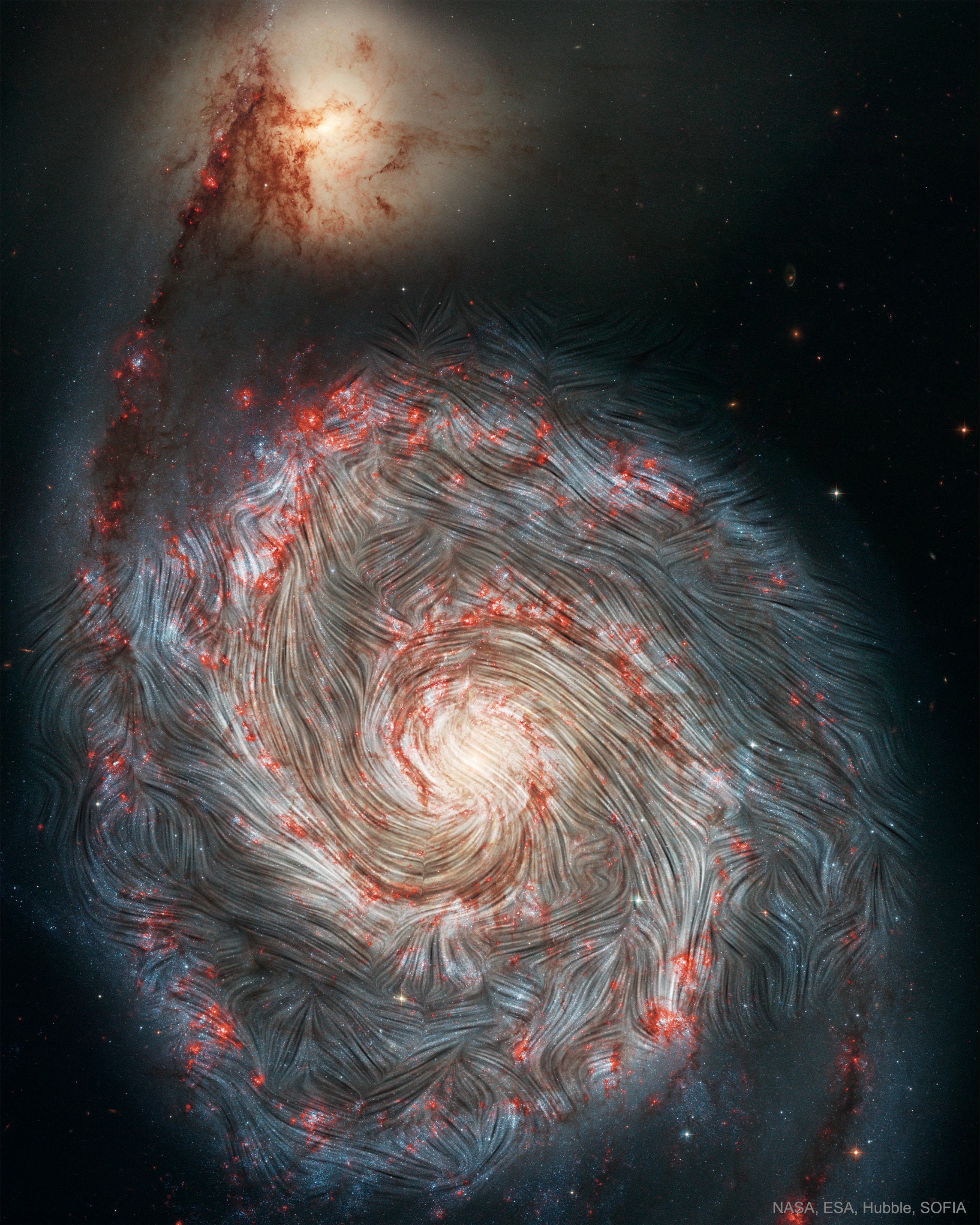 Do magnetic fields always flow along spiral arms?  Our face-on view of the Whirlpool Galaxy (M51) allows a spectacularly clear view of the spiral wave pattern in a disk-shaped galaxy.  When observed with a radio telescope, the magnetic field appears to trace the arms' curvature.  However, with NASA’s flying Stratospheric Observatory for Infrared Astronomy (SOFIA) observatory, the magnetic field at the outer edge of M51's disk appears to weave across the arms instead.  Magnetic fields are inferred by grains of dust aligning in one direction and acting like polaroid glasses on infrared light.  In the featured image, the field orientations determined from this polarized light are algorithmically connected, creating streamlines.  Possibly the gravitational tug of the companion galaxy, at the top of the frame, on the dusty gas of the reddish star-forming regions, visible in the Hubble Space Telescope image, enhances turbulence -- stirring the dust and lines to produce the unexpected field pattern of the outer arms.