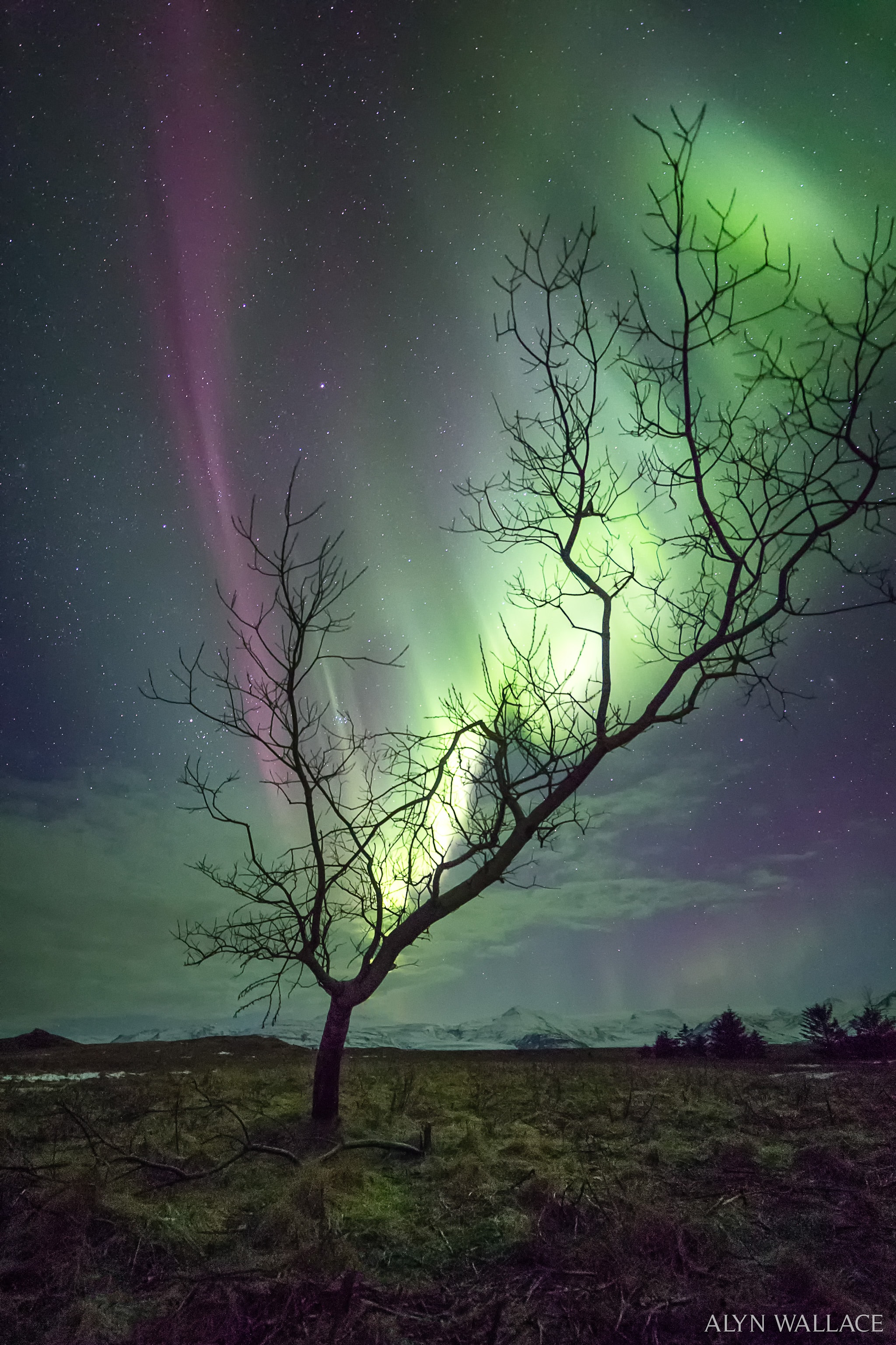 Yes, but can your tree do this?  Pictured is a visual coincidence between the dark branches of a nearby tree and bright glow of a distant aurora. The beauty of the aurora -- combined with how it seemed to mimic a tree right nearby -- mesmerized the photographer to such a degree that he momentarily forgot to take pictures. When viewed at the right angle, it seemed that this tree had aurora for leaves. Fortunately, before the aurora morphed into a different overall shape, he came to his senses and capture the awe-inspiring momentary coincidence.  Typically triggered by solar explosions, aurora are caused by high energy electrons impacting the Earth's atmosphere around 150 kilometers up.  The unusual Earth-sky collaboration was witnessed in March of 2017 in Iceland.    Almost Hyperspace: Random APOD Generator