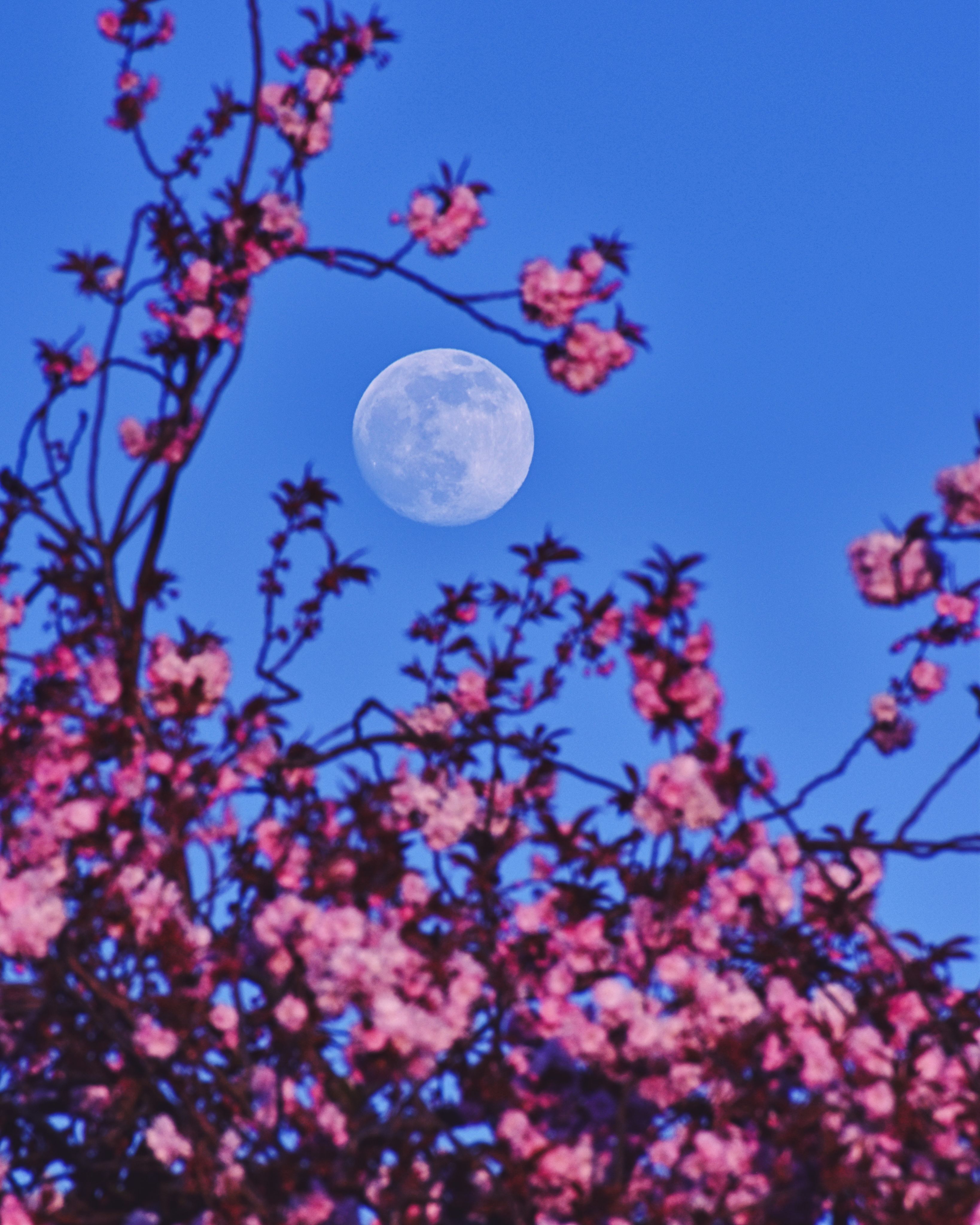 On April 25 a nearly full moon rose just before sunset. Welcomed in a clear blue sky and framed by cherry blossoms, its familiar face was captured in this snapshot from Leith, Edinburgh, Scotland. Known to some as a Pink Moon, April's full lunar phase occurred with the moon near perigee. That's the closest point in its not-quite-circular orbit around planet Earth, making this Pink Moon one of the closest and brightest full moons of the year. If you missed it, don't worry. Your next chance to see a full perigee moon will be on May 26. Known to some as a Flower Moon, May's full moon will actually be closer to you than April's by about 98 miles (158 kilometers), or about 0.04% the distance from the Earth to the Moon at perigee.
