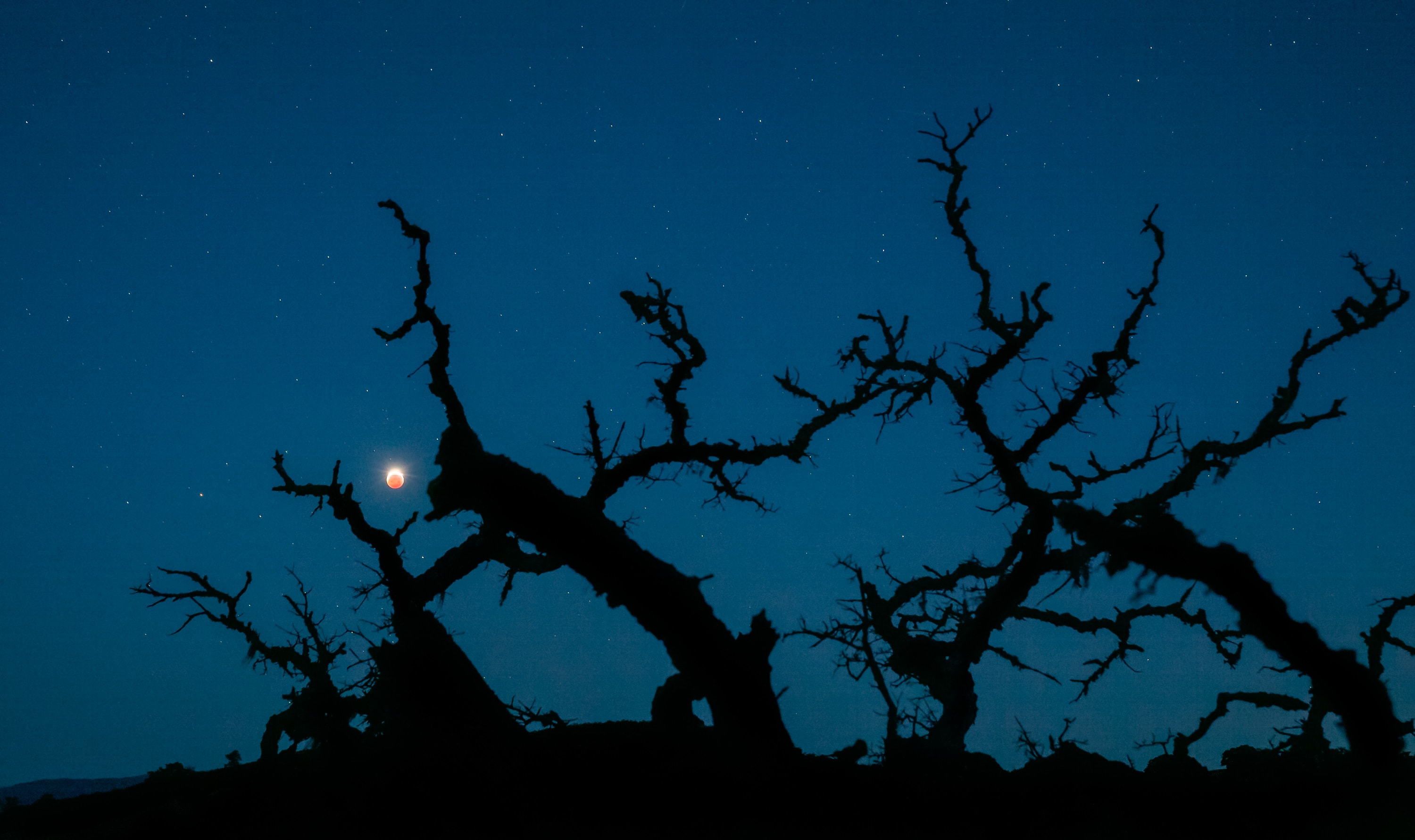 On May 26, the Full Flower Moon was caught in this single exposure as it emerged from Earth's shadow and morning twilight began to wash over the western sky. Posing close to the horizon near the end of totality, an eclipsed lunar disk is framed against bare oak trees at Pinnacles National Park in central California. The Earth's shadow isn't completely dark though. Faintly suffused with sunlight scattered by the atmosphere, the inner shadow gives the totally eclipsed moon a reddened appearance and the very dramatic popular moniker of a Blood Moon. Still, the monstrous visage of a gnarled tree in silhouette made this view of a total lunar eclipse even scarier.