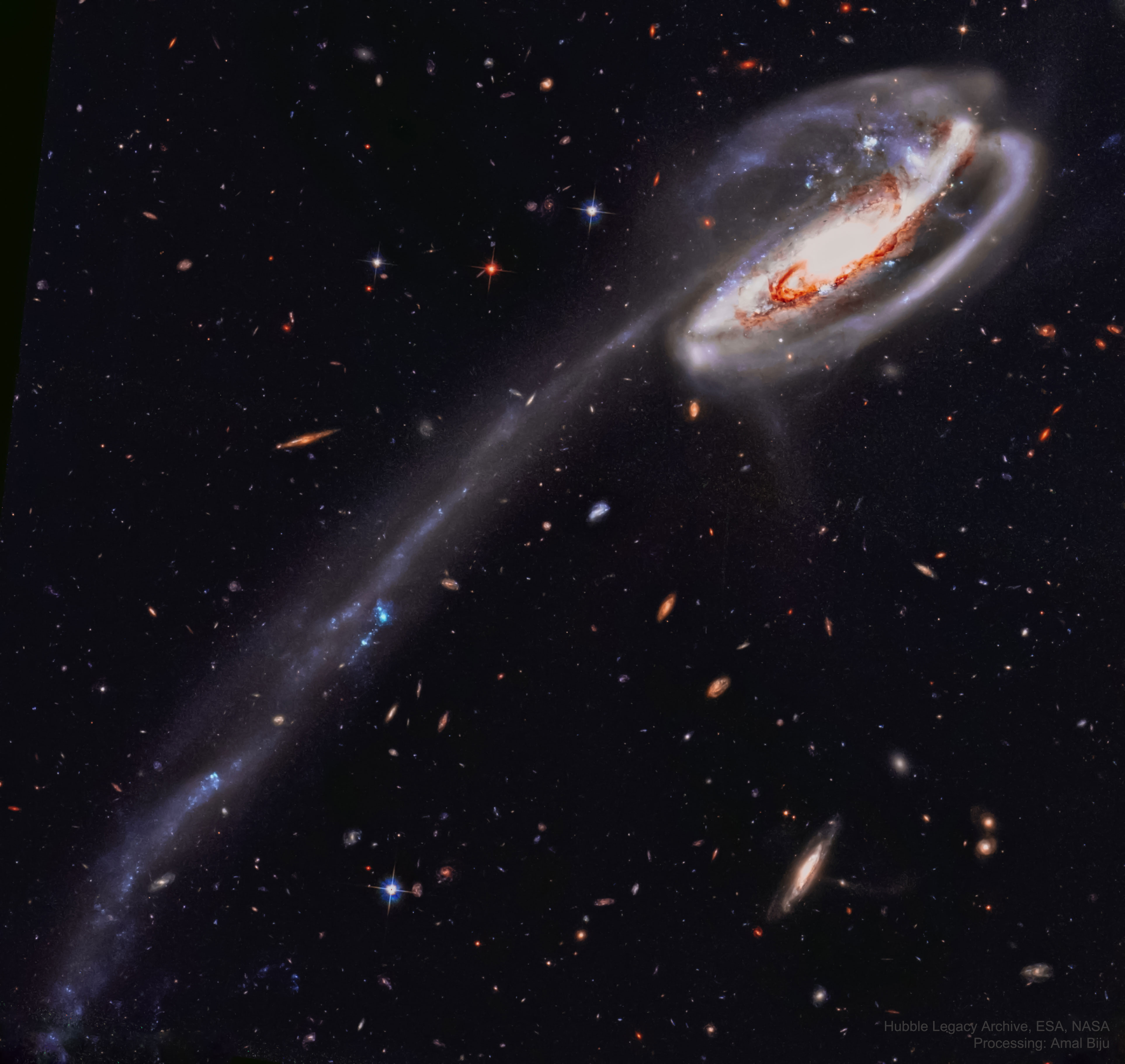 Why does this galaxy have such a long tail?  In this stunning vista, based on image data from the Hubble Legacy Archive, distant galaxies form a dramatic backdrop for disrupted spiral galaxy Arp 188, the Tadpole Galaxy. The cosmic tadpole is a mere 420 million light-years distant toward the northern constellation of the Dragon (Draco). Its eye-catching tail is about 280 thousand light-years long and features massive, bright blue star clusters. One story goes that a more compact intruder galaxy crossed in front of Arp 188 - from right to left in this view - and was slung around behind the Tadpole by their gravitational attraction. During the close encounter, tidal forces drew out the spiral galaxy's stars, gas, and dust forming the spectacular tail. The intruder galaxy itself, estimated to lie about 300 thousand light-years behind the Tadpole, can be seen through foreground spiral arms at the upper right. Following its terrestrial namesake, the Tadpole Galaxy will likely lose its tail as it grows older, the tail's star clusters forming smaller satellites of the large spiral galaxy.   APOD in world languages: Arabic, Bulgarian, Catalan, Chinese (Beijing), Chinese (Taiwan), Croatian, Czech, Dutch, Farsi, French, German, Hebrew, Indonesian, Japanese, Korean, Montenegrin, Polish, Russian, Serbian, Slovenian,  Spanish, Taiwanese, Turkish, Turkish, and  Ukrainian