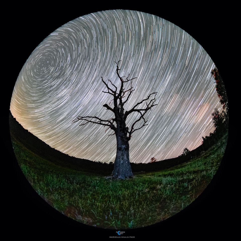 With roots on a rotating planet, an old tree is centered in this sequence of 137 exposures each 20 seconds long, recorded one night from northern Sicily. Digital camera and fisheye lens were fixed to a tripod to capture the dramatic timelapse, so the stars trailed through the region's dark sky. Of course that makes it easy to spot the planet's north celestial pole. The extension of Earth's axis of rotation into space is toward the upper left, at the center of the concentric star trail arcs. The Milky Way is there too. The plane of our galaxy stretches across the wide field of view from north to east (left to right) creating a broader luminous band of diffuse starlight.