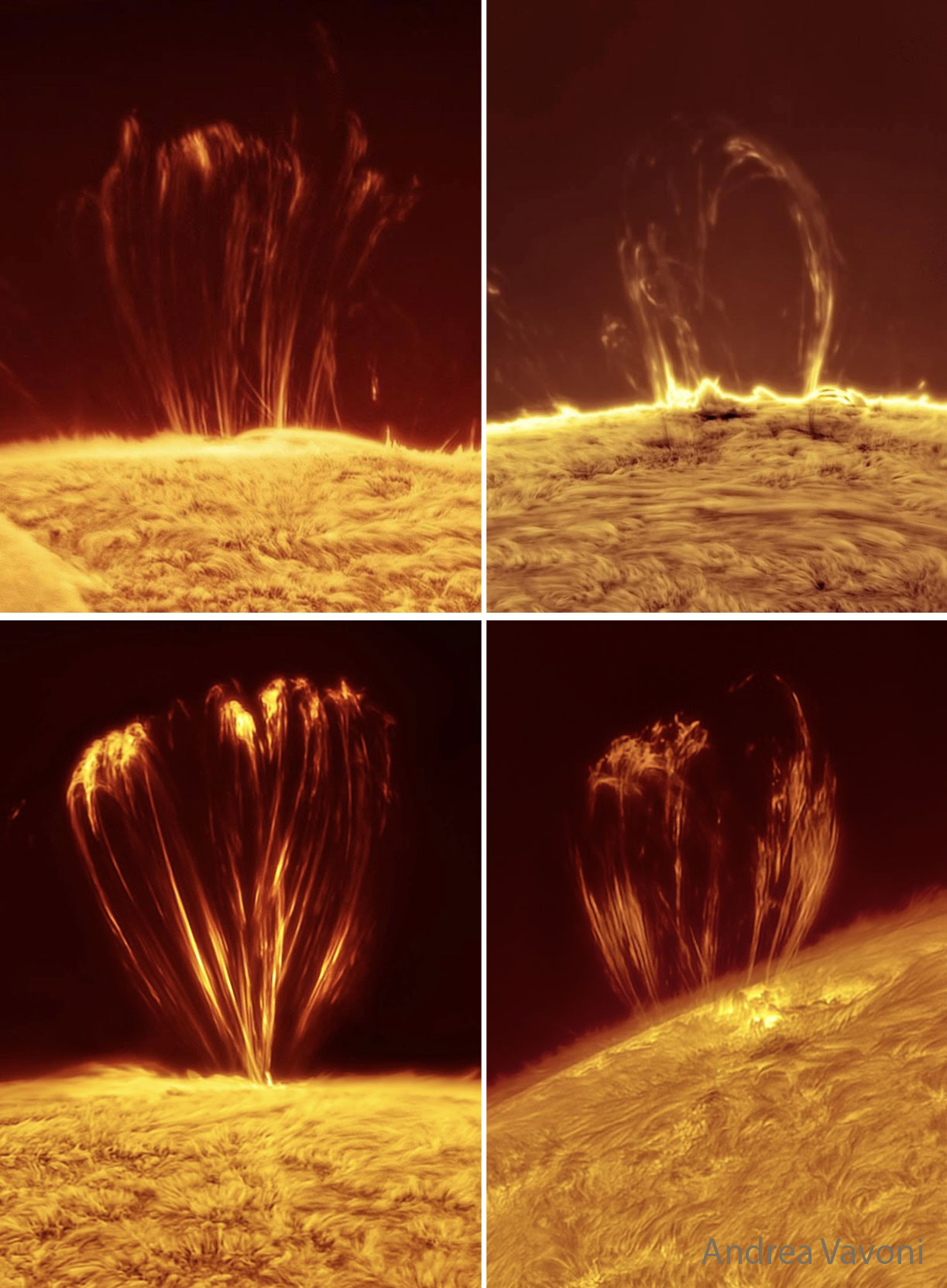 Our Sun frequently erupts in loops.  Hot solar plasma jumps off the Sun's surface into prominences, with the most common type of prominence being a simple loop.  The loop shape originates from the Sun's magnetic field, which is traced by spiraling electrons and protons.  Many loops into the Sun's lower corona are large enough to envelop the Earth and are stable enough to last days.  They commonly occur near active regions that also include dark sunspots.  The featured panel shows four loops, each of which was captured near the Sun's edge during 2024 and 2025. The images were taken by a personal telescope in Mantova, Italy and in a very specific color of light emitted primarily by hydrogen. Some solar prominences suddenly break open and eject particles into the Solar System, setting up a space weather sequence that can affect the skies and wires of Earth.    Jigsaw Universe: Astronomy Puzzle of the Day