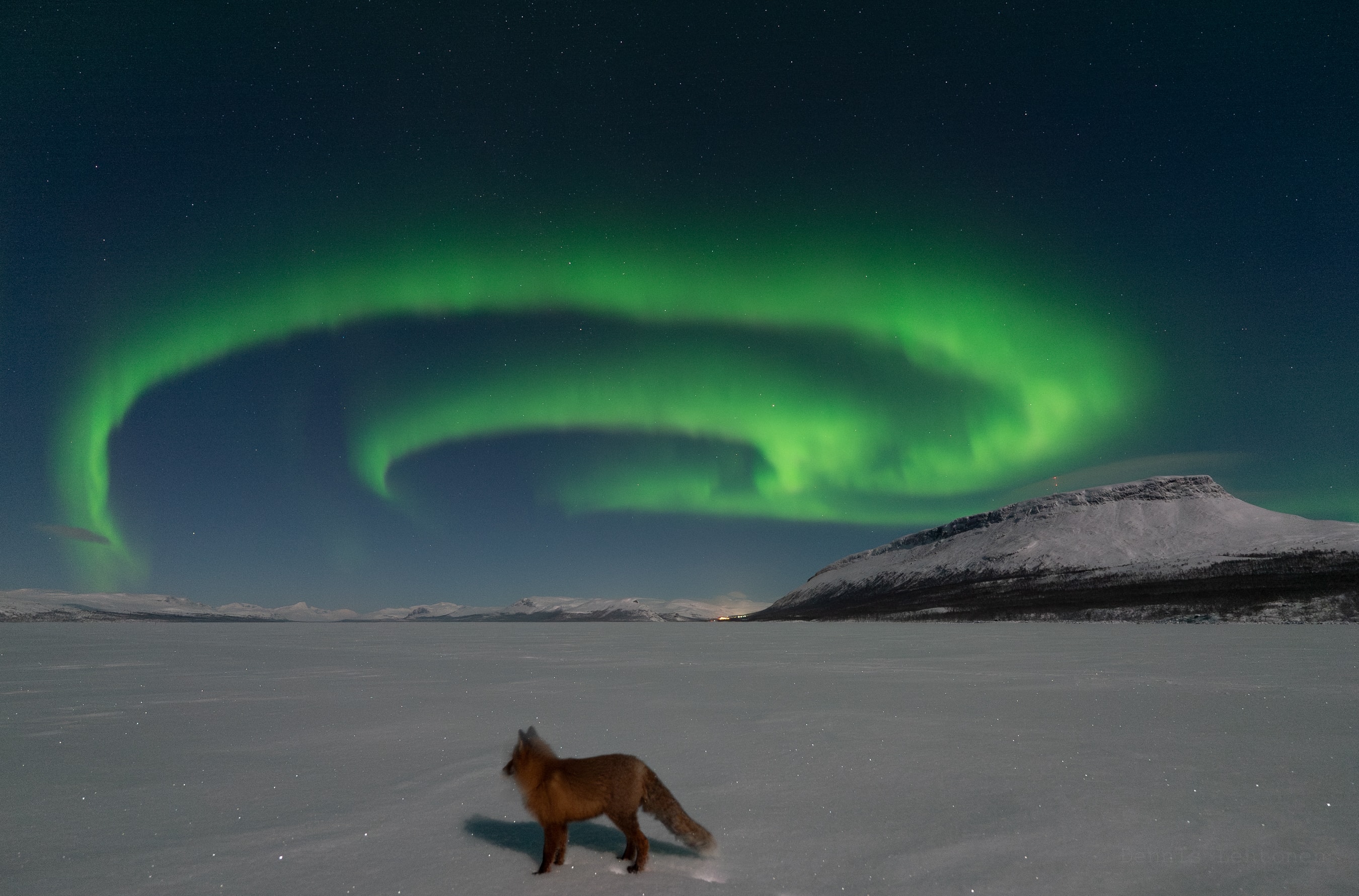 In a Finnish myth, when an arctic fox runs so fast that its bushy tail brushes the mountains, flaming sparks are cast into the heavens creating the northern lights. In fact the Finnish word "revontulet", a name for the aurora borealis or northern lights, can be translated as fire fox. So that evocative myth took on a special significance for the photographer of this northern night skyscape from Finnish Lapland near Kilpisjarvi Lake. The snowy scene is illuminated by moonlight. Saana, an iconic fell or mountain of Lapland, rises at the right in the background. But as the beautiful nothern lights danced overhead, the wild fire fox in the foreground enthusiastically ran around the photographer and his equipment, making it difficult to capture in this lucky single shot.  Watch: The Geminid Meteor Shower