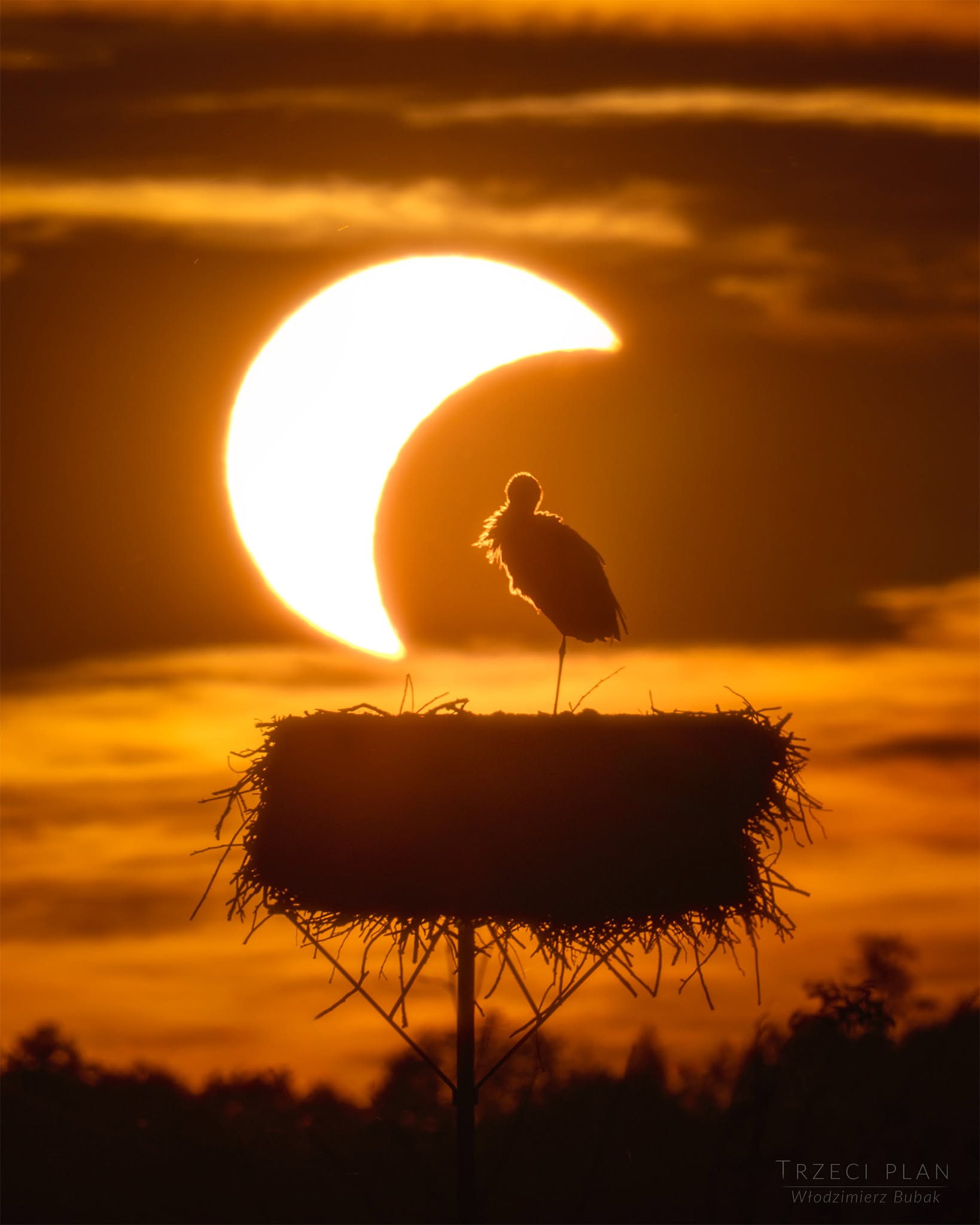 How do animals react to a total solar eclipse?   The featured image shows a stork roosting on her nest in Poland at a partial phase of the recent total solar eclipse.   If you are lucky enough to experience a total eclipse somewhere quiet and close to nature, you may be able to notice unusual daytime animal behaviors.     During totality, you may hear nighttime sounds like crickets and frogs and see fireflies.   In the dark, most birds are quiet.   Thinking that it is time to go to bed, ducks and other waterfowl prepare to sleep on one leg, with their heads turned around and their beaks tucked into their back feathers (they don't really sleep with their heads tucked under one wing).   When sunlight returns at the end of totality, songbirds greet the new "morning" with their dawn songs.   The crickets and frogs go quiet again.   Animals and people resume their lifes, only briefly disturbed by the chance alignment of our Sun and Moon.     APOD's main NASA site is moving : From apod.nasa.gov to science.nasa.gov/apod