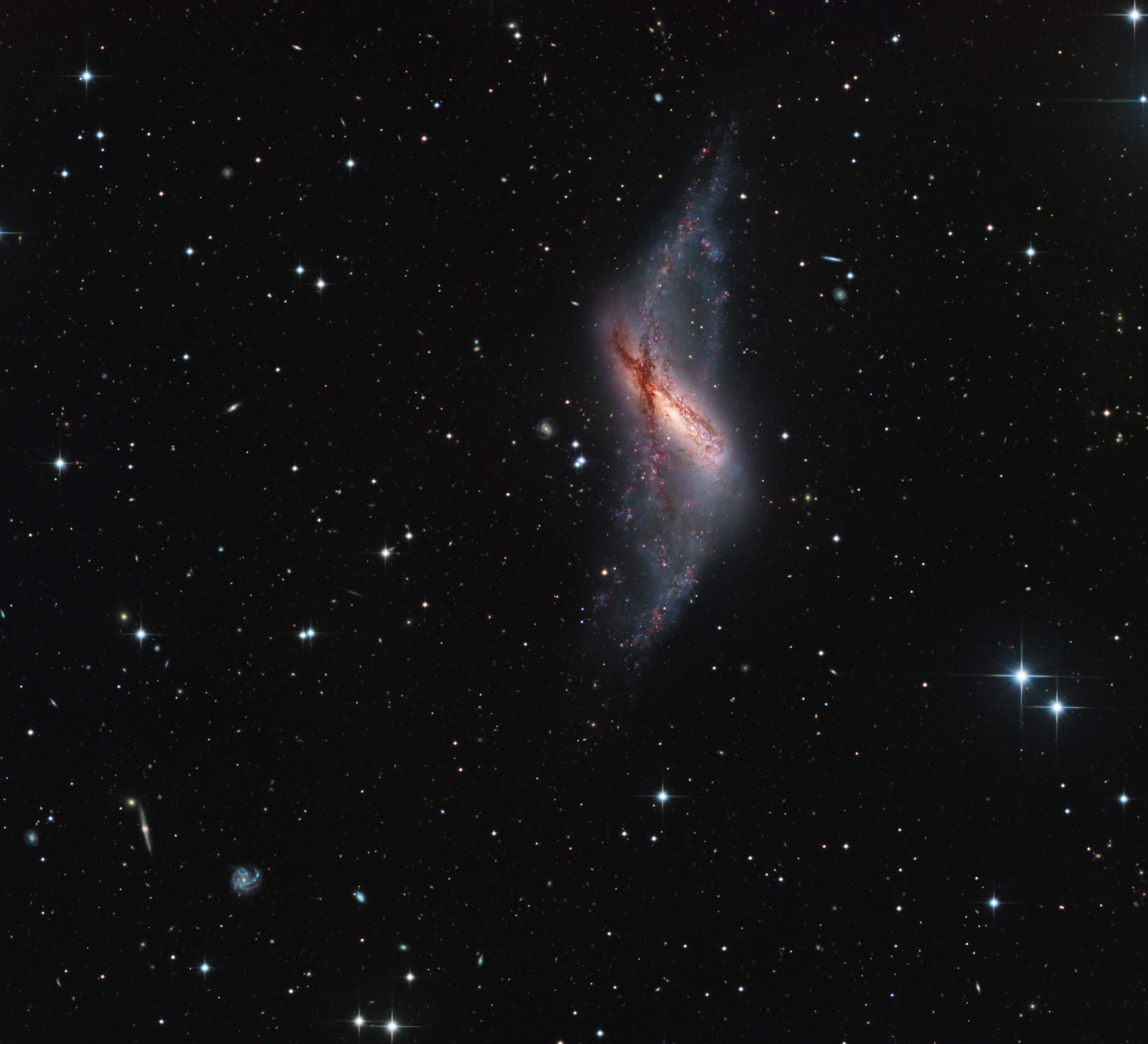 NGC 660 is featured in this cosmic snapshot. Over 40 million light-years away and swimming within the boundaries of the constellation Pisces, NGC 660's peculiar appearance marks it as a polar ring galaxy. A rare galaxy type, polar ring galaxies have a substantial population of stars, gas, and dust orbiting in rings strongly tilted from the plane of the galactic disk. The bizarre-looking configuration could have been caused by the chance capture of material from a passing galaxy by a disk galaxy, with the captured debris eventually strung out in a rotating ring. The violent gravitational interaction would account for the myriad pinkish star forming regions scattered along NGC 660's ring. The polar ring component can also be used to explore the shape of the galaxy's otherwise unseen dark matter halo by calculating the dark matter's gravitational influence on the rotation of the ring and disk. Broader than the disk, NGC 660's ring spans over 50,000 light-years.