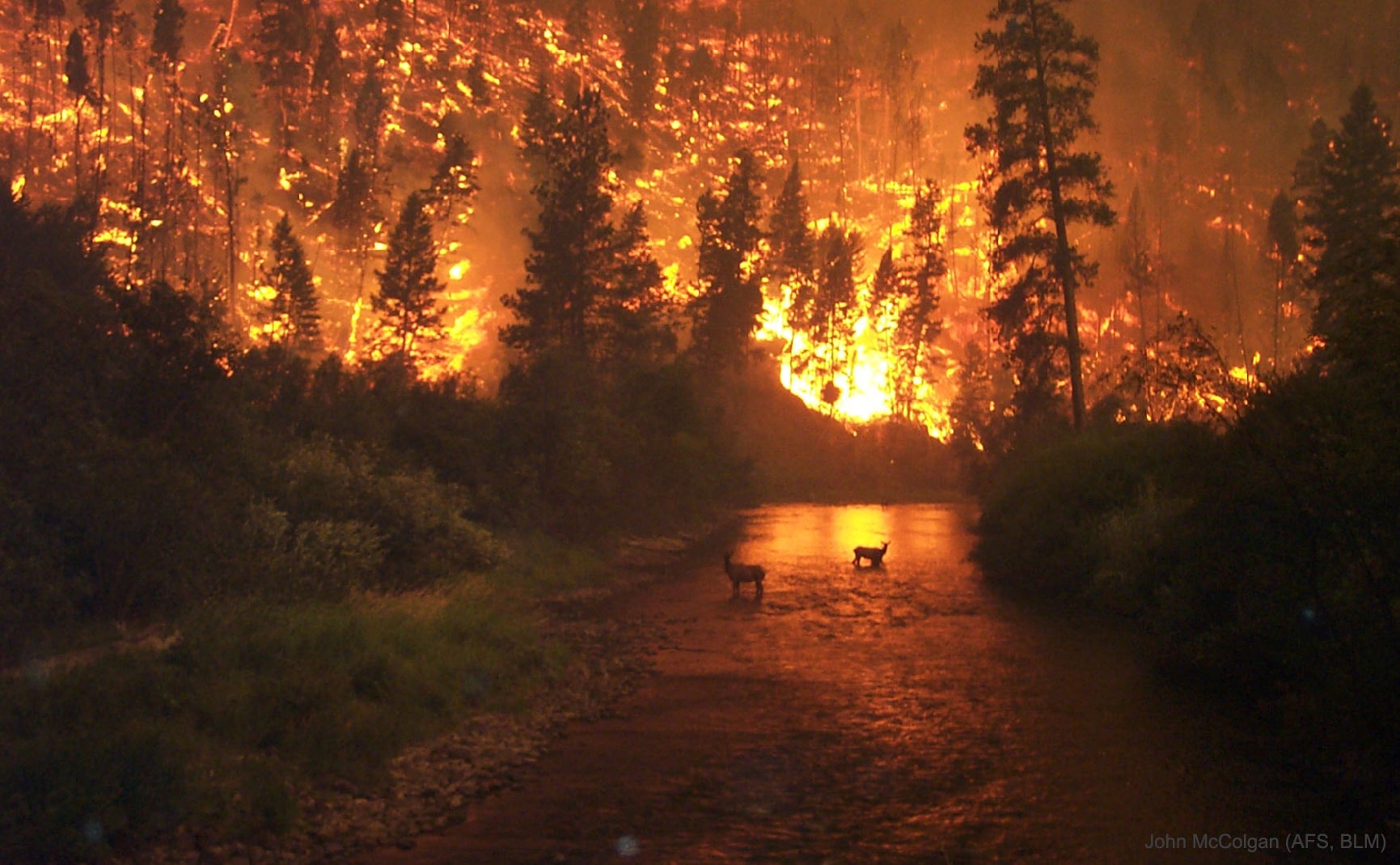 Sometimes, regions of planet Earth light up with fire. Since fire is the rapid acquisition of oxygen, and since oxygen is a key indicator of life, fire on any planet would be an indicator of life on that planet. Most of the Earth's land has been scorched by fire at some time in the past. Although causing many a tragedy, for many places on Earth fire is considered part of a natural ecosystem cycle. Large forest fires on Earth are usually caused either by humans or lightning and can be visible from orbit. Featured from the year 2000, stunned elk avoid a fire sweeping through Montana's Bitterroot Valley by standing in a river.