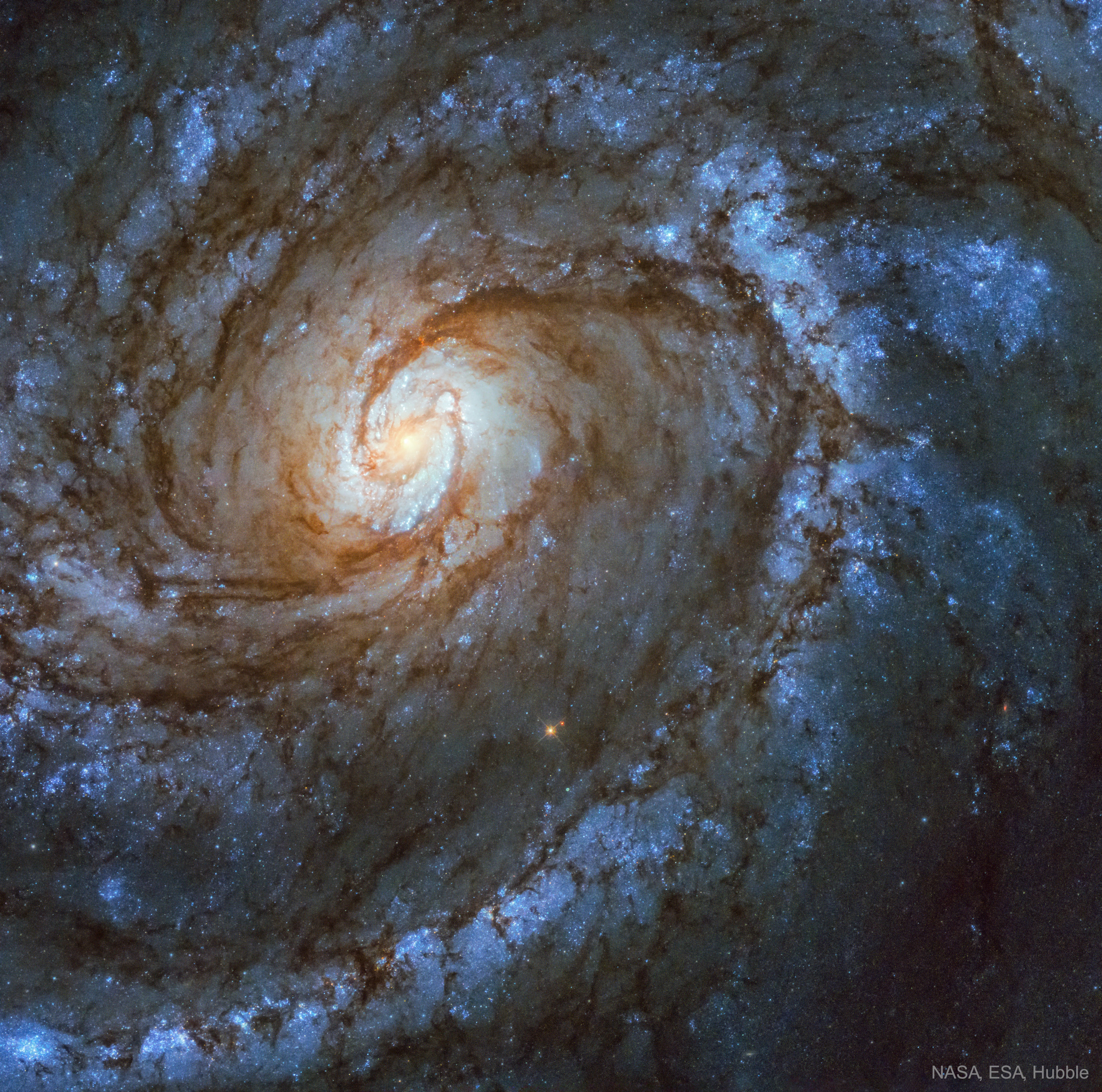 Majestic on a truly cosmic scale, M100 is appropriately known as a grand design spiral galaxy. It is a large galaxy of over 100 billion stars with well-defined spiral arms that is similar to our own Milky Way Galaxy. One of the brightest members of the Virgo Cluster of galaxies, M100 (alias NGC 4321) is 56 million light-years distant toward the constellation of Berenice's Hair (Coma Berenices). This Hubble Space Telescope image of M100 was taken recently with the Wide Field Camera 3 and accentuates bright blue star clusters and intricate winding dust lanes which are hallmarks of this class of galaxies. Studies of variable stars in M100 have played an important role in determining the size and age of the Universe.