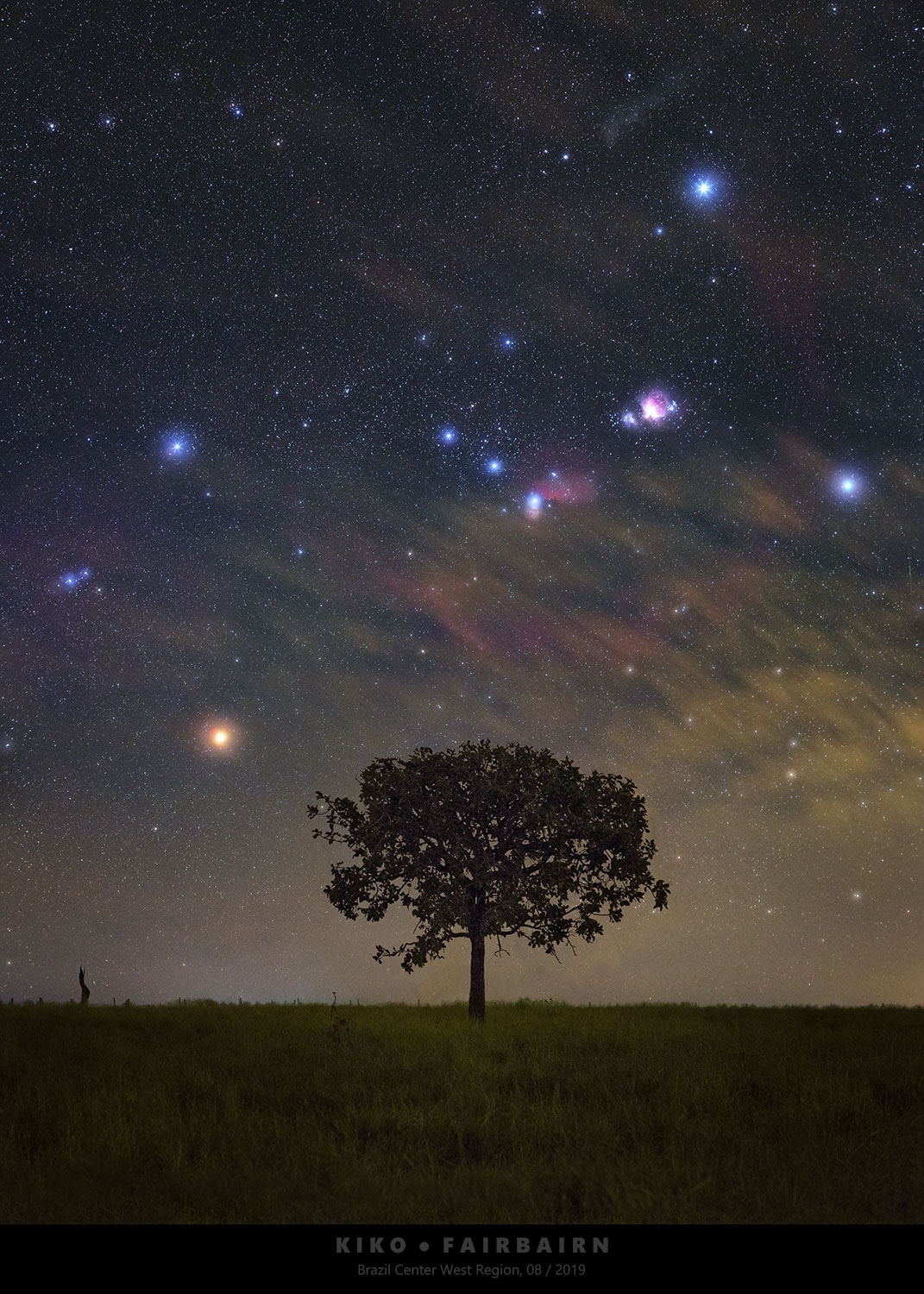 Have you seen Orion lately? The next few months will be the best for seeing this familiar constellation as it rises continually earlier in the night. However, Orion's stars and nebulas won't look quite as colorful to the eye as they do in this fantastic camera image. In the featured image, Orion was captured by camera showing its full colors last month over a Brazilian copal tree from Brazil's Central-West Region. Here the cool red giant Betelgeuse takes on a strong orange hue as the brightest star on the far left. Otherwise, Orion's hot blue stars are numerous, with supergiant Rigel balancing Betelgeuse at the upper right, Bellatrix at the upper left, and Saiph at the lower right. Lined up in Orion's belt (bottom to top) are Alnitak, Alnilam, and Mintaka all about 1,500 light-years away, born of the constellation's well studied interstellar clouds. And if a "star" toward the upper right Orion's sword looks reddish and fuzzy to you, it should. It's the stellar nursery known as the Great Nebula of Orion.
