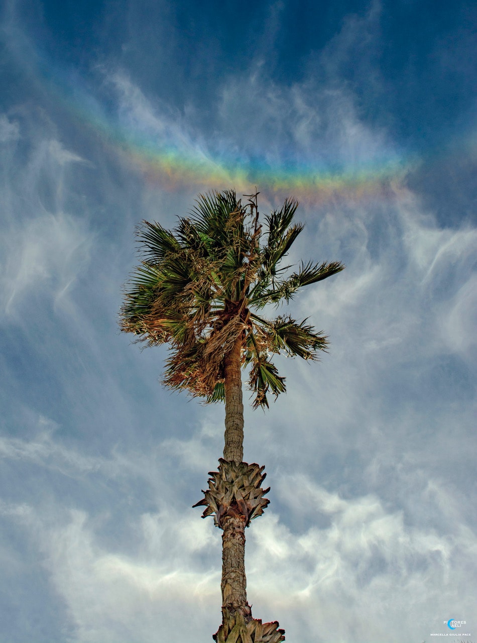 Want to see a rainbow smile? Look near the zenith (straight up) when the sun is low in the sky and you might. This example of an ice halo known as a circumzenithal arc was captured above a palm tree top from Ragusa, Sicily on February 24. The vividly colorful arcs are often called smiling rainbows because of their upside down curvature and colors. For circumzenithal arcs the zenith is at the center and red is on the outside, compared to rainbows whose arcs bend toward the horizon after a downpour. True rainbows are formed by water droplets refracting the sunlight to produce a spectrum of colors, though. Circumzenithal arcs are the product of refraction and reflection in flat hexagonal ice crystals, like the ice crystals that create sundogs, formed in high thin clouds.